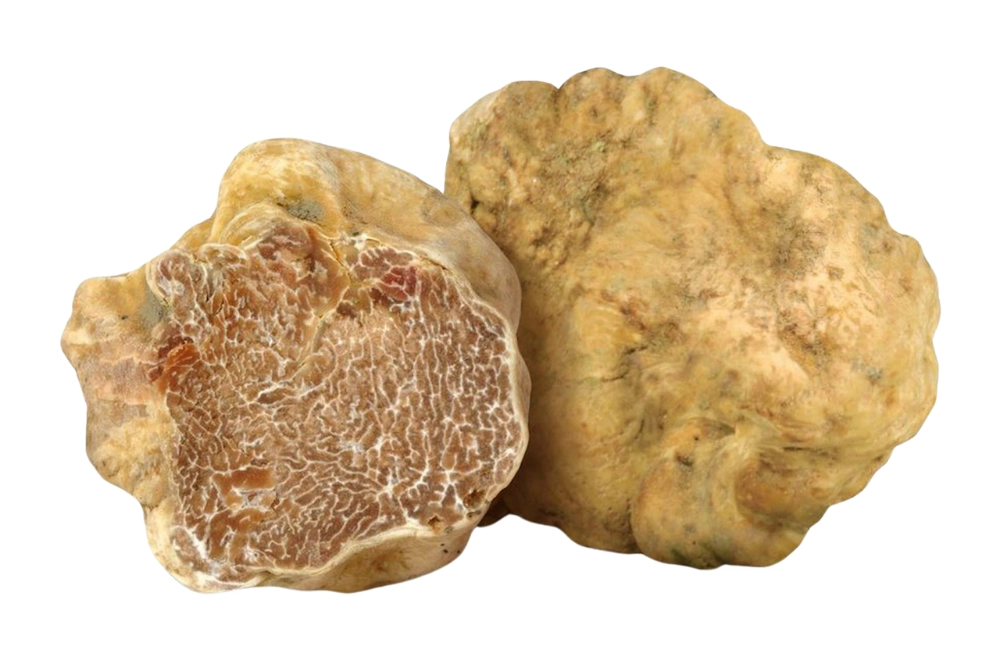 tartufo bianco alba langhe