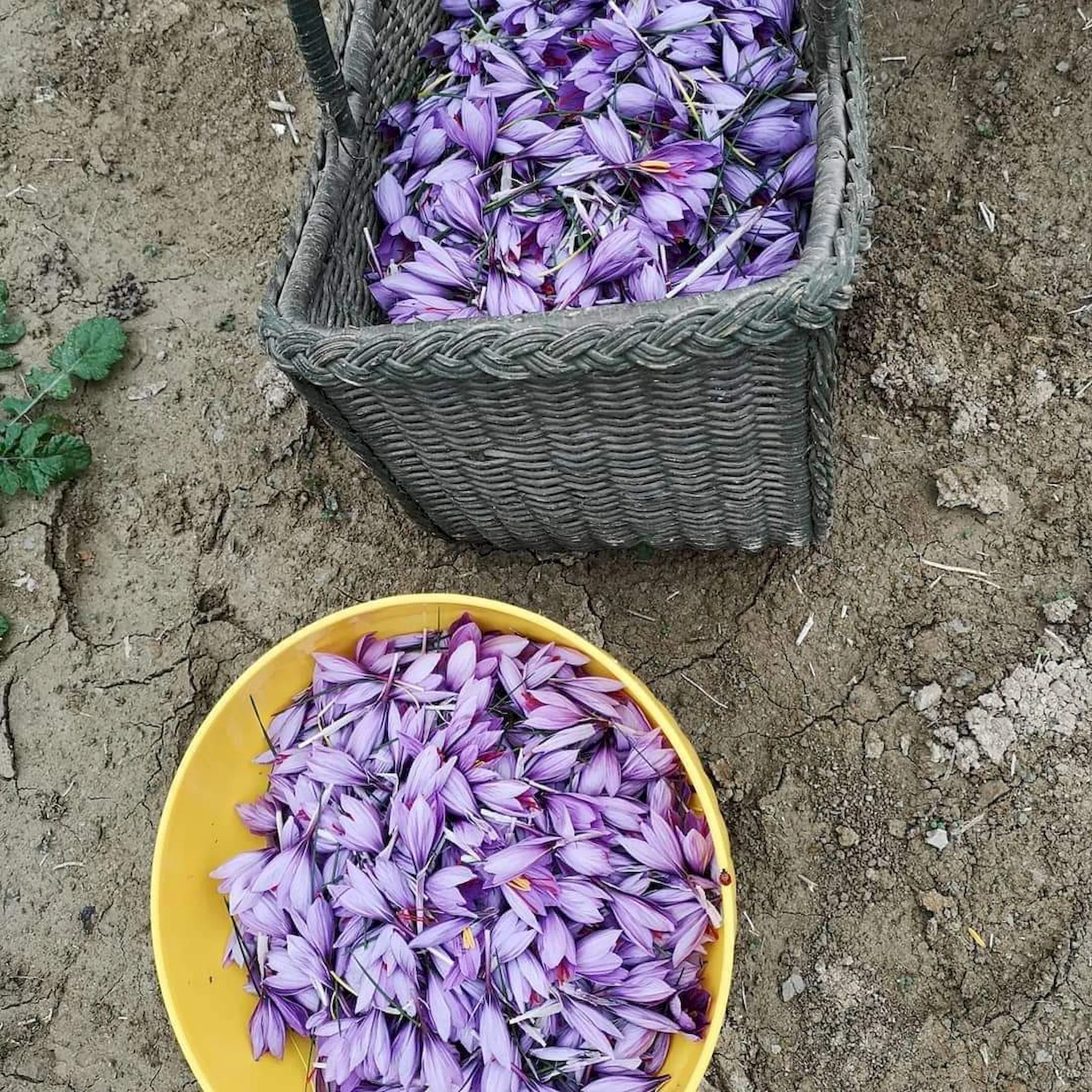 raccolta fiori zafferano