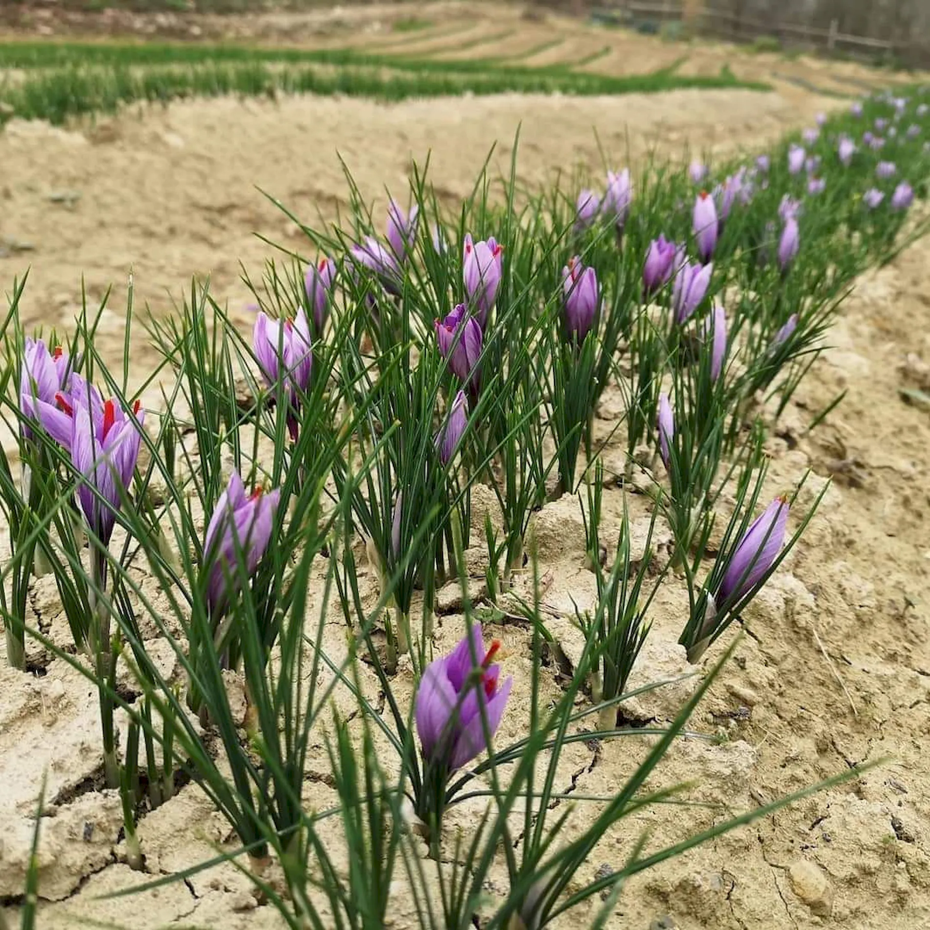 campo zafferano piemonte bossolasco