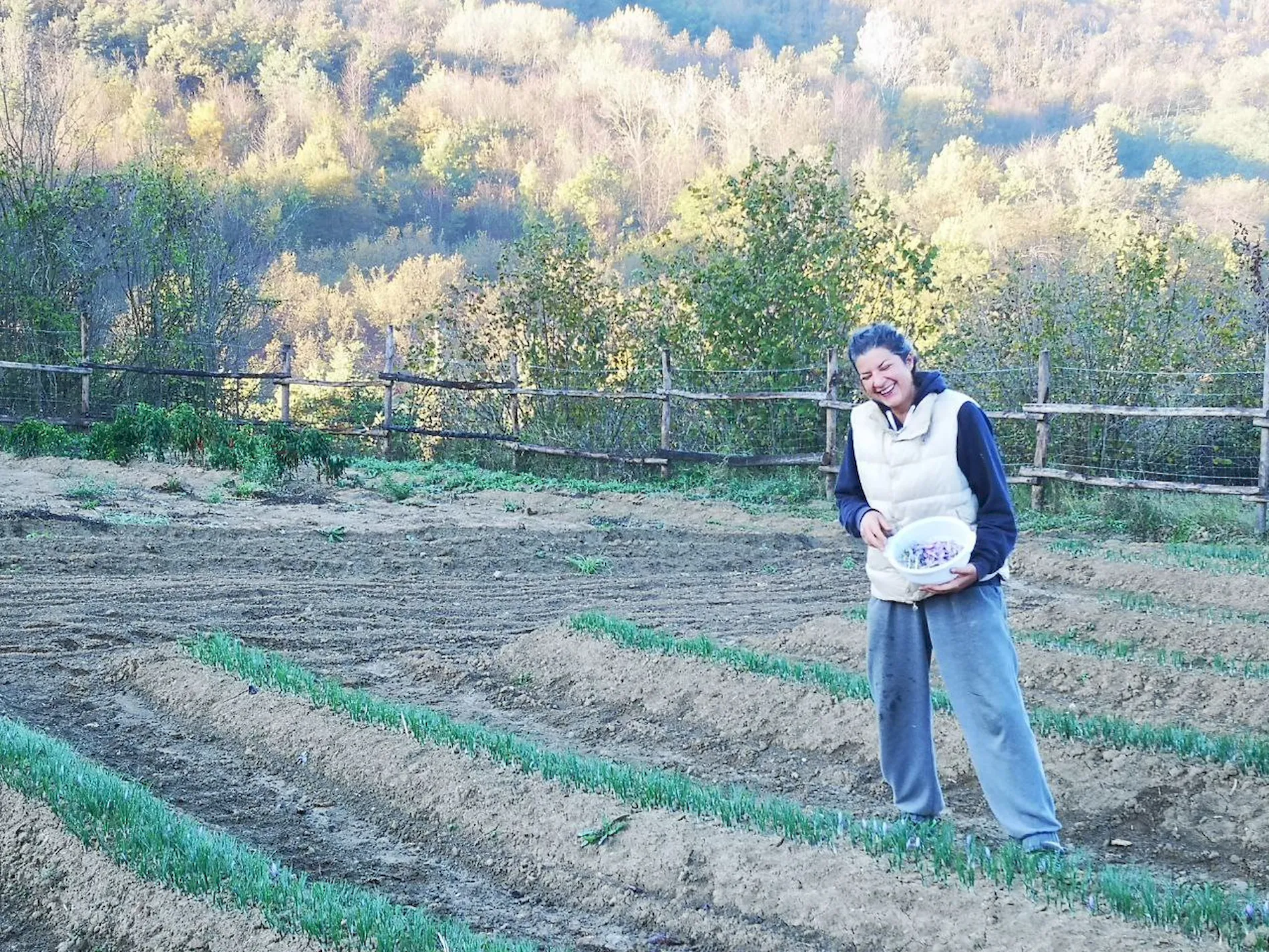 campo zafferano langhe bossolasco